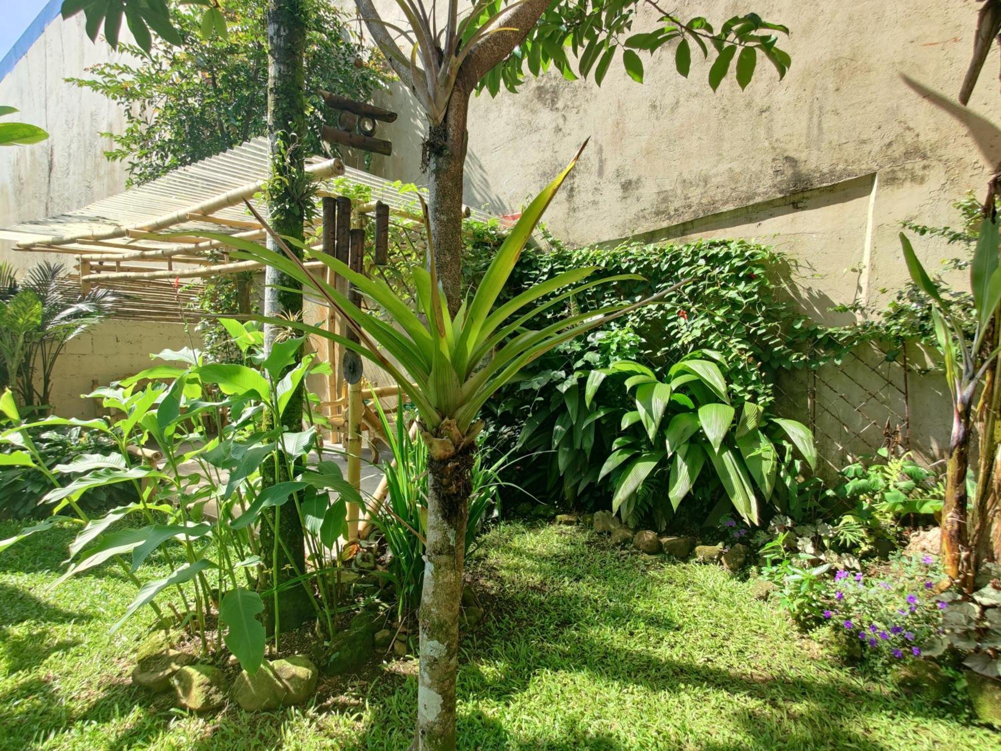 Casa de Lis Hotel&Tourist Info Centre Turrialba Exterior foto